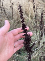 Rumex crispus