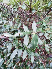 Quercus eduardii