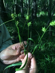 Carex louisianica