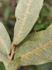 Quercus eduardii