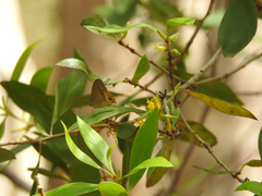Persoonia stradbrokensis