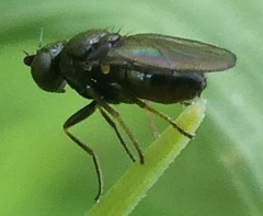 Milichiidae