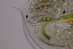 Daphnia parvula