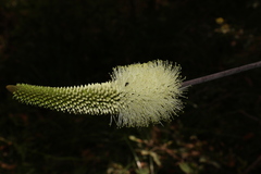 Xanthorrhoea macronema