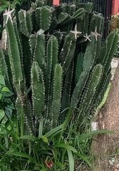 Opuntia cochenillifera