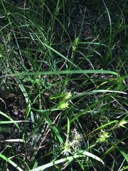 Carex louisianica