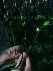 Carex louisianica