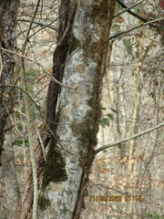 Toxicodendron pubescens