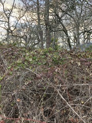 Rubus bifrons