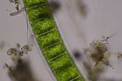 Ulothrix