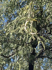 Prosopis alba