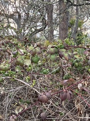 Rubus bifrons