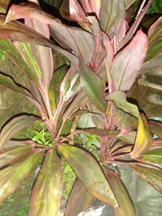 Cordyline fruticosa