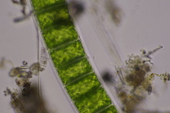 Ulothrix
