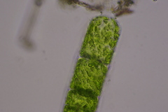 Ulothrix