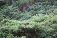 Pipilo maculatus