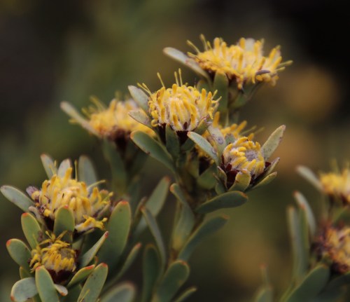Image of Nieuwoudtville Conebush (Leucadendron remotum) by (c) Tony Rebelo, some rights reserved (CC BY-SA)
