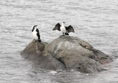 Phalacrocorax fuscescens