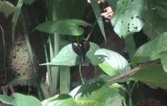 Heraclides anchisiades