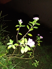 Catharanthus roseus