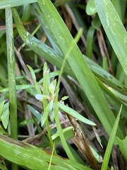 Scleromitrion diffusum