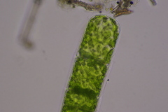 Ulothrix