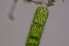 Ulothrix