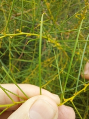Acacia euthycarpa