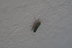Xyphon reticulatum