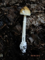 Amanita sinicoflava
