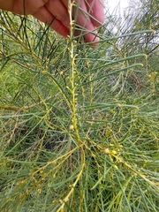 Acacia euthycarpa