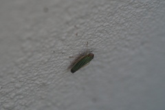 Xyphon reticulatum