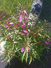 Impatiens balsamina image