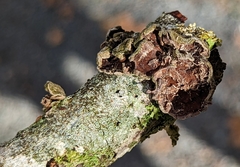 Sticta fuliginosa