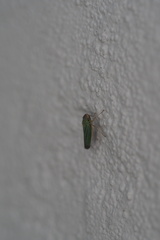 Xyphon reticulatum