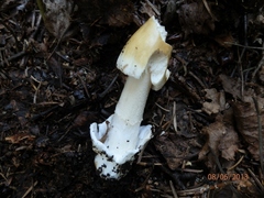 Amanita sinicoflava