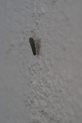 Xyphon reticulatum