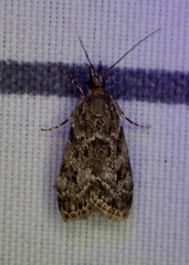 Eudonia heterosalis