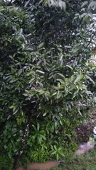 Elaeagnus reflexa