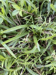 Scleromitrion diffusum