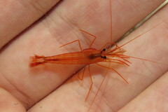 Parabopyrella mortenseni