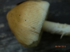 Amanita sinicoflava