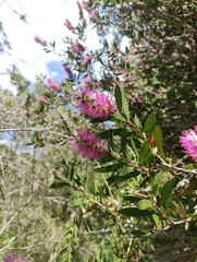 Melaleuca