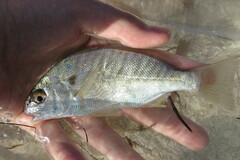 Leiostomus xanthurus