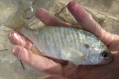 Leiostomus xanthurus