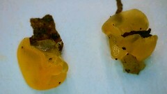 Dacrymyces