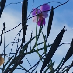 Papilionanthe