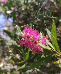 Melaleuca