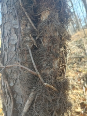 Toxicodendron radicans