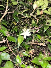 Jasminum
